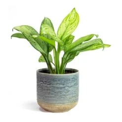 Aglaonema Christina - Chinese Evergreen -HousePlants Shop Aglaonema Christina Chinese Evergreen Issa Plant Pot Light Blue