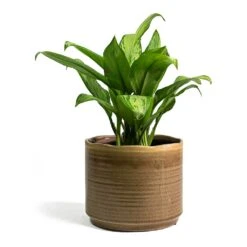 Aglaonema Christina - Chinese Evergreen -HousePlants Shop Aglaonema Christina Chinese Evergreen Jordy Plant Pot Grey