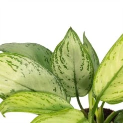 HousePlants Shop -HousePlants Shop Aglaonema Christina Chinese Evergreen Leaves