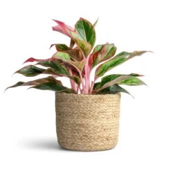 Aglaonema Crete - Chinese Evergreen -HousePlants Shop Aglaonema Crete Chinese Evergreen 12x25cm Maartje Plant Baskets Set of 5 Jute