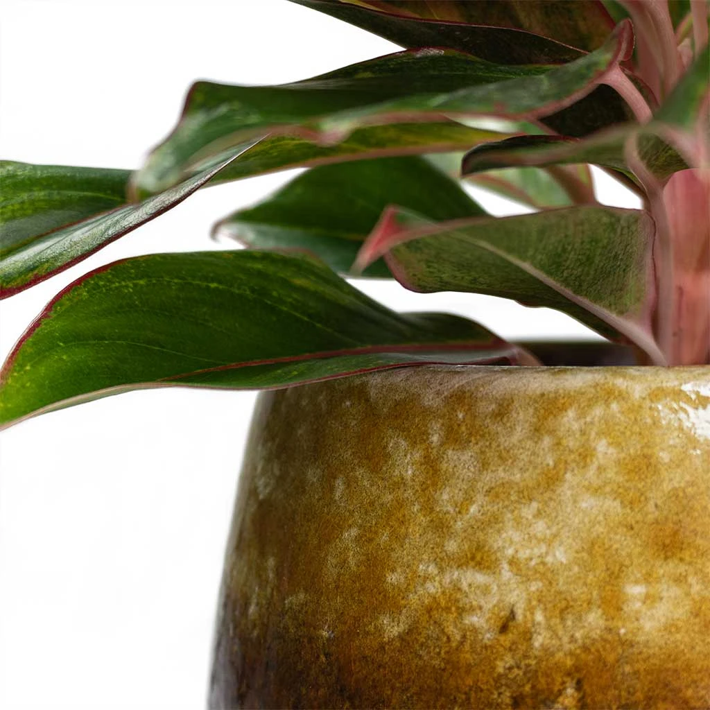 Lindy Plant Pot - Ochre 4 Lindy Plant Pot - Ochre - Image 2