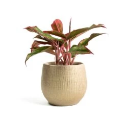 Ryan Plant Pot - Sand Gold -HousePlants Shop Aglaonema Crete Chinese Evergreen Ryan Plant Pot Sand Gold