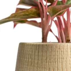 Ryan Plant Pot - Sand Gold -HousePlants Shop Aglaonema Crete Chinese Evergreen Ryan Plant Pot Sand Gold Close Up