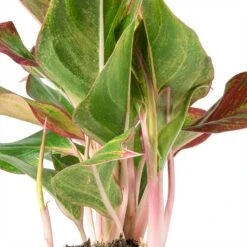 HousePlants Shop -HousePlants Shop Aglaonema Crete Chinese Evergreen Stems