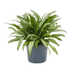 Aglaonema Cutlass - Chinese Evergreen -HousePlants Shop Aglaonema Cutlass Chinese Evergreen 24cm