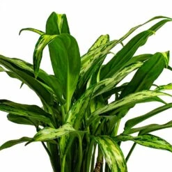 Aglaonema Cutlass - Chinese Evergreen -HousePlants Shop Aglaonema Cutlass Chinese Evergreen Houseplant 12x35cm Bunch Leaf