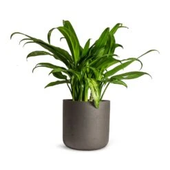 Aglaonema Cutlass - Chinese Evergreen -HousePlants Shop Aglaonema Cutlass Chinese Evergreen Houseplant 12x35cm Charlie Plant Pot Black Washed 15x15cm