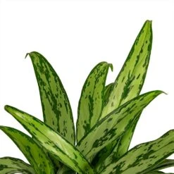 Aglaonema Cutlass - Chinese Evergreen -HousePlants Shop Aglaonema Cutlass Chinese Evergreen Houseplant 12x35cm Close Leaf
