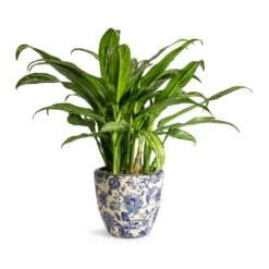 Aglaonema Cutlass - Chinese Evergreen -HousePlants Shop Aglaonema Cutlass Chinese Evergreen Houseplant 12x35cm Monza Plant Pot Vintage Blue 13x12cm