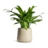 Aglaonema Cutlass - Chinese Evergreen -HousePlants Shop Aglaonema Cutlass Chinese Evergreen Houseplant 12x35cm Patt Plant Pot Grey Washed 17x14cm