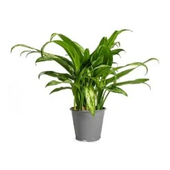 Aglaonema Cutlass - Chinese Evergreen -HousePlants Shop Aglaonema Cutlass Chinese Evergreen Houseplant 12x35cm Small