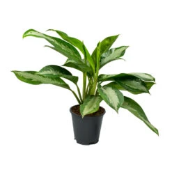 Aglaonema Diamond Bay - Chinese Evergreen -HousePlants Shop Aglaonema Diamond Bay Chinese Evergreen 17x55cm