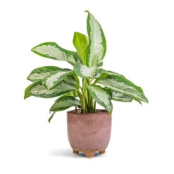 Aglaonema Diamond Bay - Chinese Evergreen -HousePlants Shop Aglaonema Diamond Bay Chinese Evergreen 17x55cm Kaat Plant Pot Old Pink 20x20cm