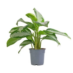 Aglaonema Diamond Bay - Chinese Evergreen -HousePlants Shop Aglaonema Diamond Bay Chinese Evergreen 17x55cm 08d6ab0b 081a 4463 a8bf 9795e35ae969