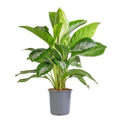 Aglaonema Diamond Bay - Chinese Evergreen -HousePlants Shop Aglaonema Diamond Bay Chinese Evergreen 21x50cm