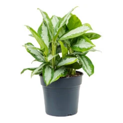 Aglaonema Diamond Bay - Chinese Evergreen -HousePlants Shop Aglaonema Diamond Bay Chinese Evergreen 30cm
