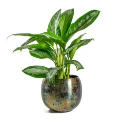 Aglaonema Diamond Bay - Chinese Evergreen -HousePlants Shop Aglaonema Diamond Bay Chinese Evergreen Kian Metal Plant Pots Set of 3 Large Sky Burn