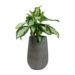 Aglaonema Diamond Bay - Chinese Evergreen -HousePlants Shop Aglaonema Diamond Bay Chinese Evergreen Patt High Plant Vase Ridged Dark Grey 99381b0b 421d 4304 b9db a920ab7fc167