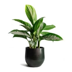 Aglaonema Diamond Bay - Chinese Evergreen -HousePlants Shop Aglaonema Diamond Bay Zembla Plant Pot 53270ff1 8c6a 4e2f 9522 926d241138ee