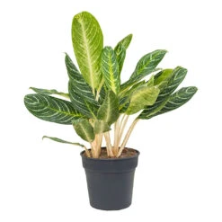 Aglaonema Key Lime - Chinese Evergreen -HousePlants Shop Aglaonema Key Lime Chinese Evergreen 27cm