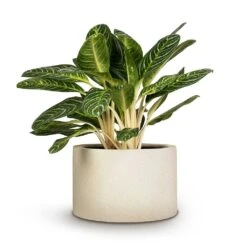 Grigio Cylinder Planter - Antique White Concrete -HousePlants Shop Aglaonema Key Lime Chinese Evergreen 27x75cm Grigio Cylinder Planter Antique White Concrete 48x32cm