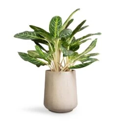 Aglaonema Key Lime - Chinese Evergreen -HousePlants Shop Aglaonema Key Lime Chinese Evergreen 27x75cm Raindrop Tube High Round Planter Stone 37x42cm