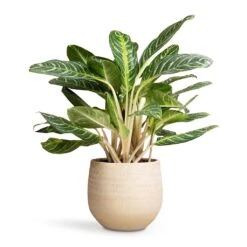 Aglaonema Key Lime - Chinese Evergreen -HousePlants Shop Aglaonema Key Lime Chinese Evergreen 27x75cm Ryan Plant Pot Sand Gold 36x32cm