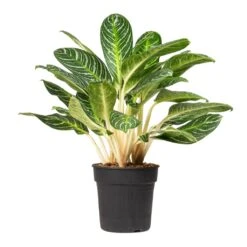 Aglaonema Key Lime - Chinese Evergreen -HousePlants Shop Aglaonema Key Lime Chinese Evergreen 27x80cm