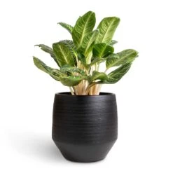 Aglaonema Key Lime - Chinese Evergreen -HousePlants Shop Aglaonema Key Lime Chinese Evergreen 27x80cm Norell Plant Pot Black 42x38cm