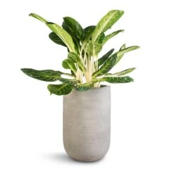 Cody Plant Vase - Ridged Cement -HousePlants Shop Aglaonema Key Lime Chinese Evergreen Cody Plant Vase Ridged Cement 35x55cm