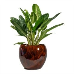 Aglaonema Key Lime - Chinese Evergreen -HousePlants Shop Aglaonema Key Lime Chinese Evergreen Kae Plant Pot Cayenne