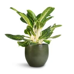 Aglaonema Key Lime - Chinese Evergreen -HousePlants Shop Aglaonema Key Lime Chinese Evergreen Zembla Plant Pot Green 35x32cm