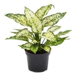 Aglaonema Kiwi - Chinese Evergreen -HousePlants Shop Aglaonema Kiwi Chinese Evergreen 12cm
