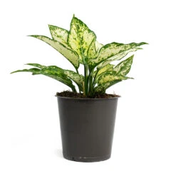 Aglaonema Kiwi - Chinese Evergreen -HousePlants Shop Aglaonema Kiwi Chinese Evergreen 12cm 256f67b9 d96f 4ff1 830f 4a0556233ef6