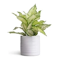 Hadleigh Plant Pot - White -HousePlants Shop Aglaonema Kiwi Chinese Evergreen 12x30cm Hadleigh Plant Pot White 14x13cm d7e65c5d 2647 419a ae12 c34393535fb8
