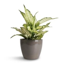 Aglaonema Kiwi - Chinese Evergreen -HousePlants Shop Aglaonema Kiwi Chinese Evergreen 12x30cm Sven Plant Pot Smoke 16x13cm