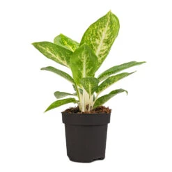 Aglaonema Lemon Mint - Chinese Evergreen -HousePlants Shop Aglaonema Lemon Mint 12cm