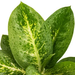 Aglaonema Lemon Mint - Chinese Evergreen -HousePlants Shop Aglaonema Lemon Mint SWATCH