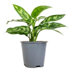 Aglaonema Maria - Chinese Evergreen -HousePlants Shop Aglaonema Maria Chinese Evergreen 14x30cm 2