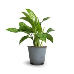 Aglaonema Maria - Chinese Evergreen -HousePlants Shop Aglaonema Maria Chinese Evergreen 14x30cm