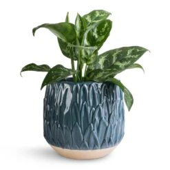 Aglaonema Maria - Chinese Evergreen -HousePlants Shop Aglaonema Maria Chinese Evergreen 14x30cm Arles Leaf Plant Pot Teal 17x17cm