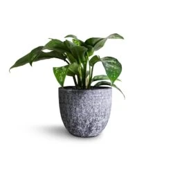 Aglaonema Maria - Chinese Evergreen -HousePlants Shop Aglaonema Maria Chinese Evergreen 14x30cm Cas Plant Pot Anthracite 17x15cm
