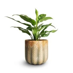 Aglaonema Maria - Chinese Evergreen -HousePlants Shop Aglaonema Maria Chinese Evergreen 14x30cm Cecil Plant Pot Taupe 18x17cm emma