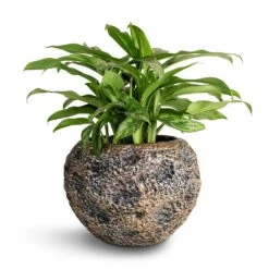 Aglaonema Maria - Chinese Evergreen -HousePlants Shop Aglaonema Maria Chinese Evergreen 17x50cm Luxe Lite Moon Globe Planter Bronze 28x20cm 22870578 9e06 49ea 9ba6 9c06c4197501