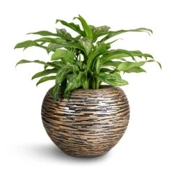 Aglaonema Maria - Chinese Evergreen -HousePlants Shop Aglaonema Maria Chinese Evergreen 17x50cm Luxe Lite Wrinkle Globe Planter Bronze 28x20cm 96923968 2124 4628 8c2a 24b6f346668f