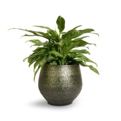 Noor Plant Pot - Velvet Green -HousePlants Shop Aglaonema Maria Chinese Evergreen 17x50cm Noor Plant Pot Velvet Green 23x20cm