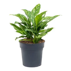 Aglaonema Maria - Chinese Evergreen -HousePlants Shop Aglaonema Maria Chinese Evergreen 19cm