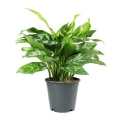 Aglaonema Maria - Chinese Evergreen -HousePlants Shop Aglaonema Maria Chinese Evergreen