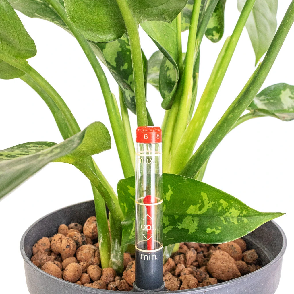 Aglaonema Maria - Chinese Evergreen - HydroCare 4 Aglaonema Maria - Chinese Evergreen - HydroCare - Image 2