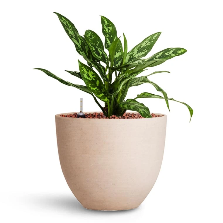 Aglaonema Maria - Chinese Evergreen - HydroCare 5 Aglaonema Maria - Chinese Evergreen - HydroCare - Image 3